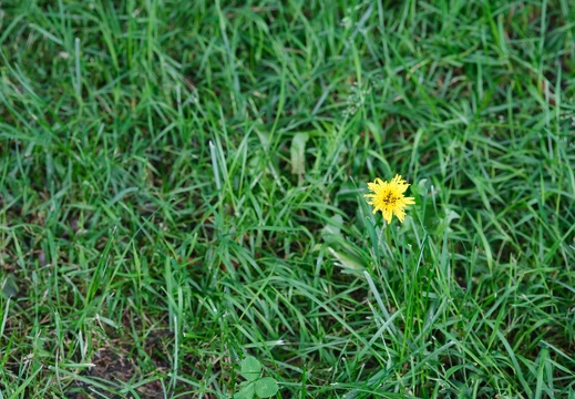 Solitude 
