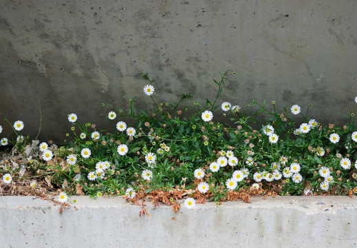 Tableau de fleurs sur béton