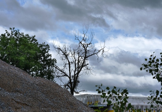 L'arbre mort