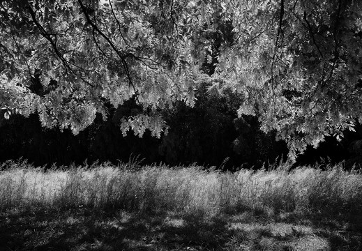 Monochromes